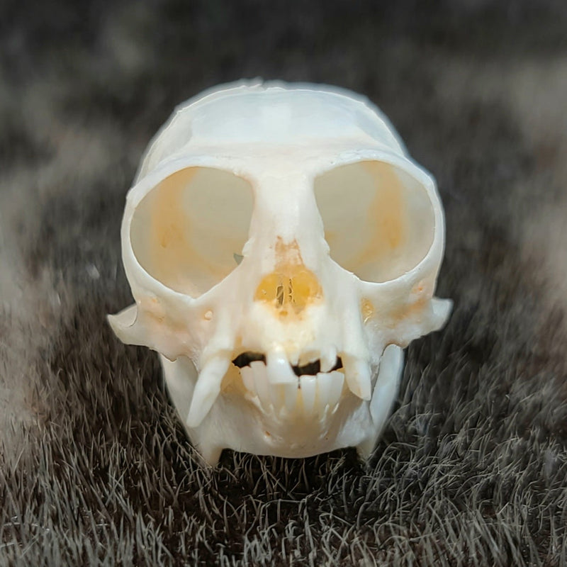 Marmoset Monkey Skull C (SALE)