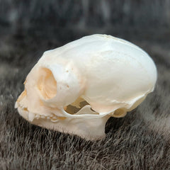 Marmoset Monkey Skull C (SALE)