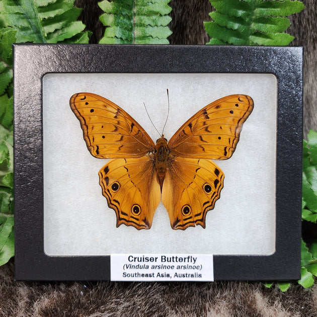 洋書 Butterflies from China, Japan, and Corea 960px-Butterflies_from_China,