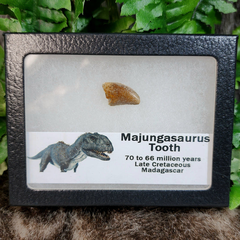 Majungasaurus Dinosaur Tooth B (.75")