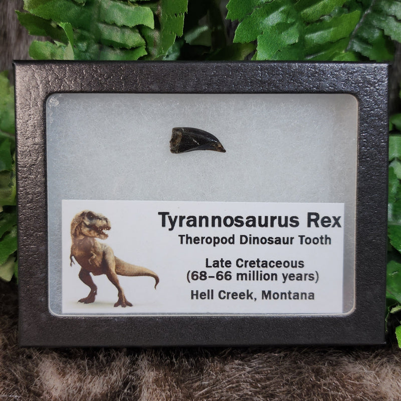 Tyrannosaurus Rex Tooth B (.65")