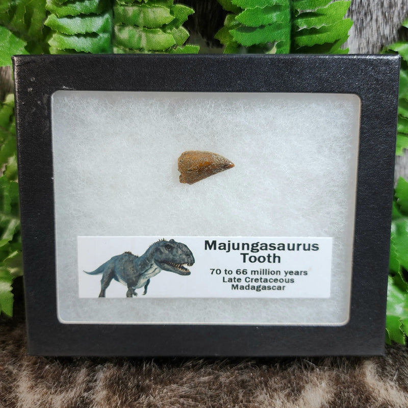 Majungasaurus Dinosaur Tooth C (.85")