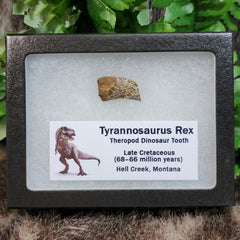 Tyrannosaurus Rex Tooth N (.8