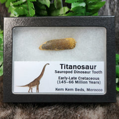 Titanosaur Dinosaur Tooth, B