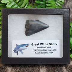 Great White Shark Teeth, Fossil A (XXL)