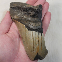 Megalodon Tooth L (5.25