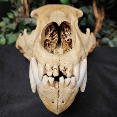 Grizzly Bear Skull (14.5