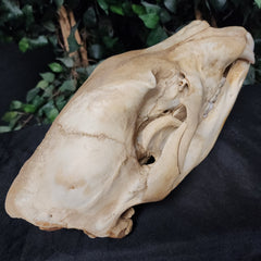 Grizzly Bear Skull (14.5