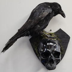 Carrion Crow Taxidermy, Wall Mount