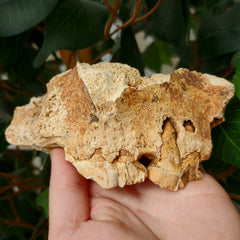 Cave Bear Skull Segment B