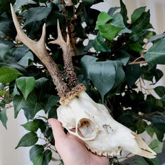 Roe Deer Skull, XL (Ex-Museum)