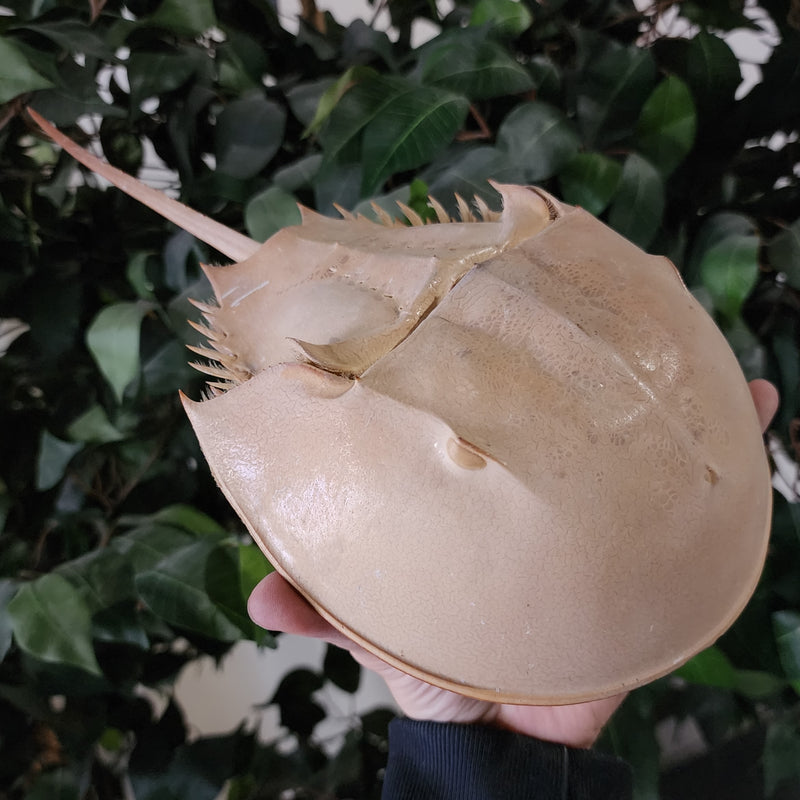 Horseshoe Crab (12"), Ex-Museum