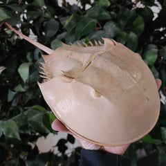 Horseshoe Crab (12