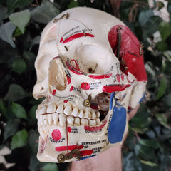 Human Skull, Kilgore Anatomical Preparation (Ex-Museum)