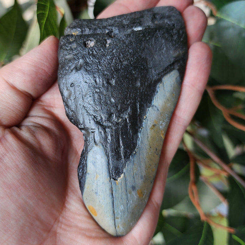 Megalodon Tooth E (4.5")
