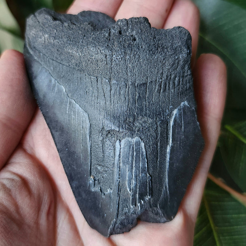 Megalodon Tooth F (3.5")