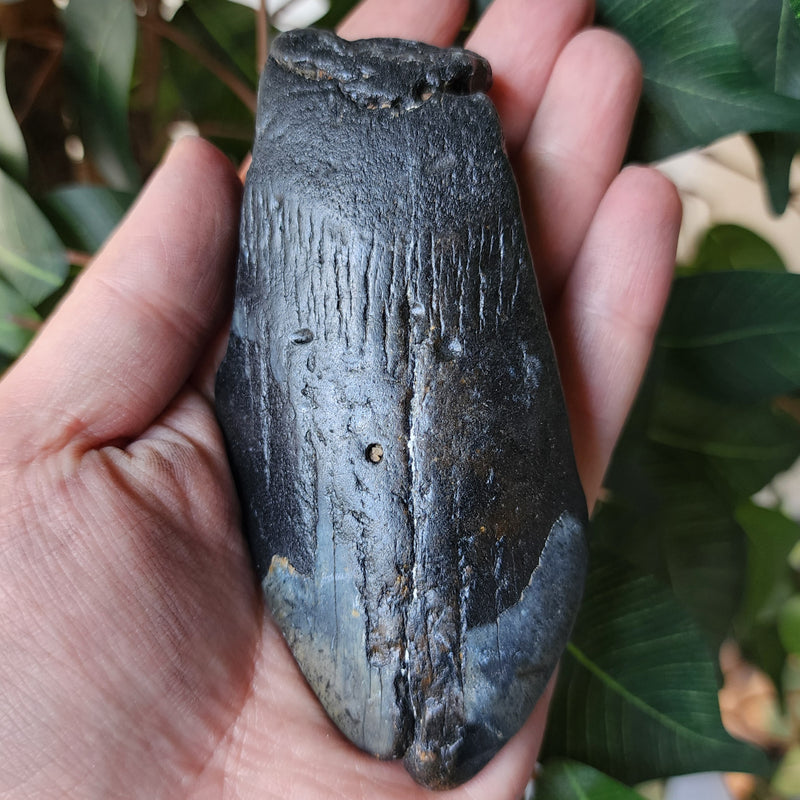 Megalodon Tooth H (4.25")