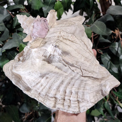 Conch Shell, A (Ex-Museum)
