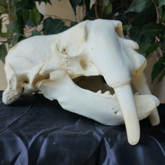 Infant Walrus Skull (Ex-Museum)