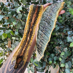 Green Tree Python Skin (Ex-Museum)