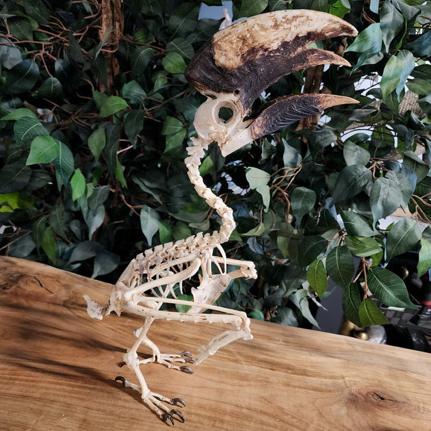 モモジロサイチョウ ♂（White-thighed Hornbill）頭骨 White-Thighed Hornbill Skeleton, Male A | SkullStore Inc.