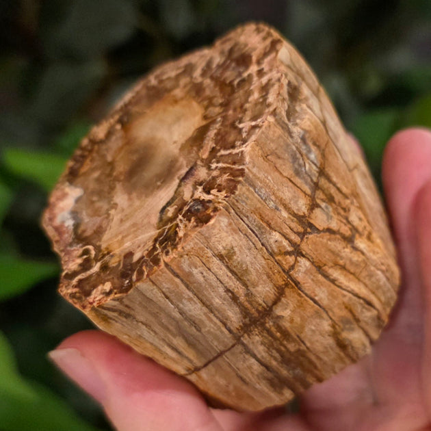 Araucaria Petrified Wood G | SkullStore Inc.