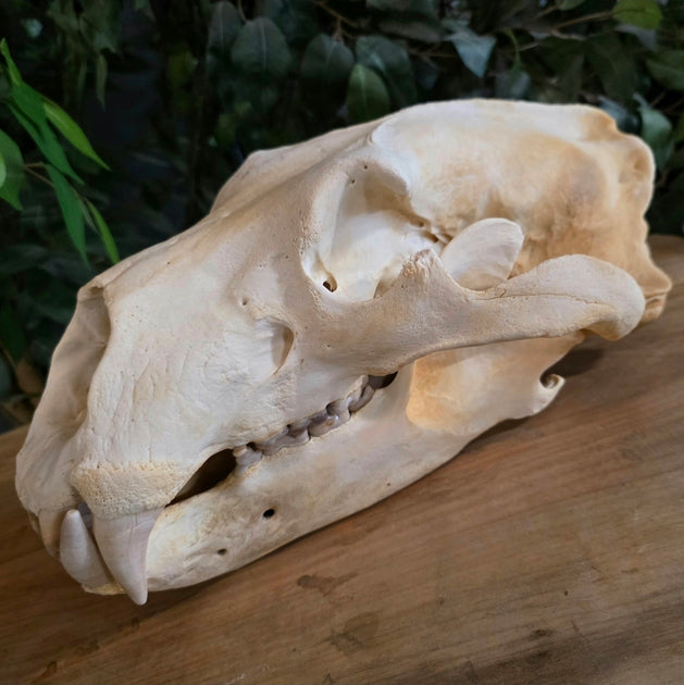 Polar Bear Skull For Sale | SkullStore Inc.