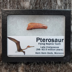 Pterosaur Tooth, Framed (Large)