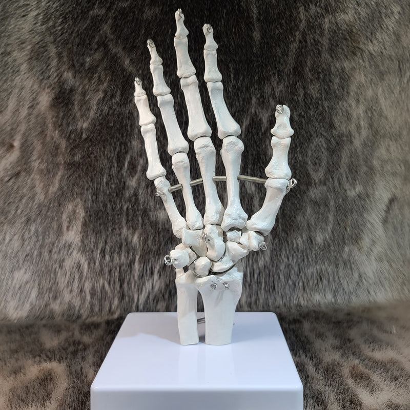 Human Hand, Articulated (CAST)