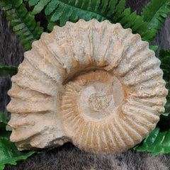 Agadir Ammonites (6.5