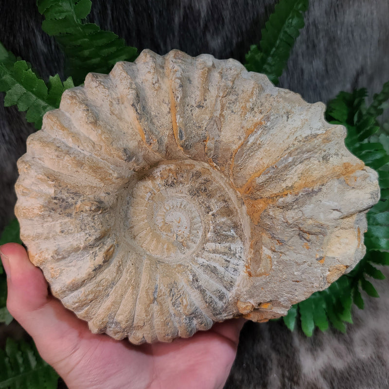 Agadir Ammonites (6.5")