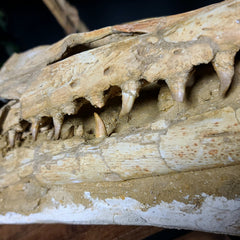 Halisaur Mosasaur Skull