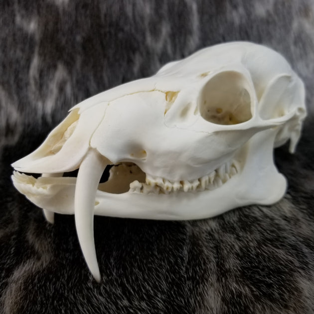 高品質！ キバノロ ♂ （Chinese Water Deer）頭骨 Chinese Water Deer Skull | SkullStore Inc.