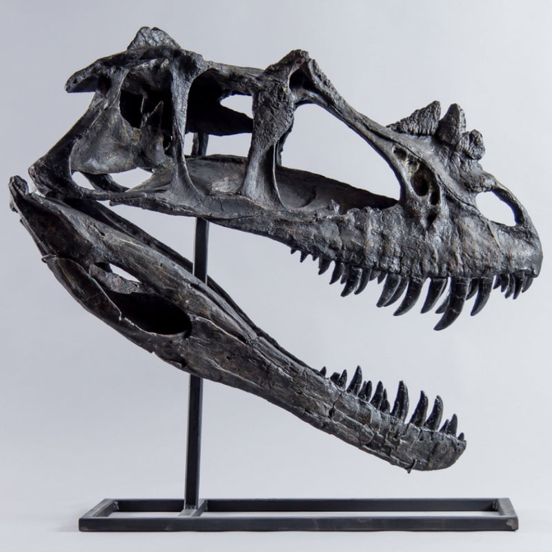 Ceratosaurus Dinosaur Skull (CAST)