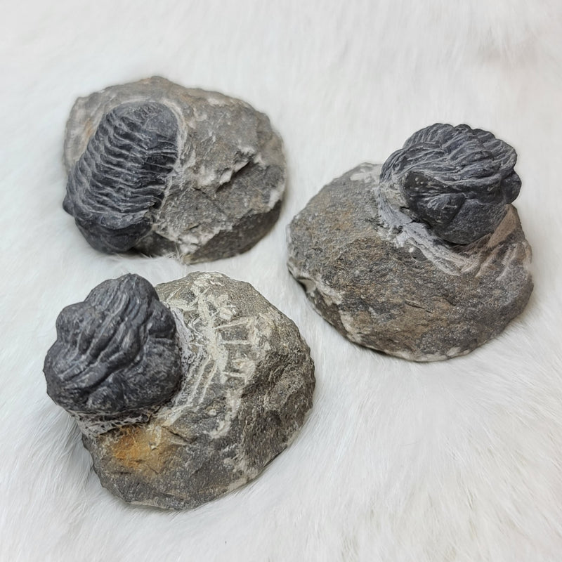 Trilobite Fossils, In Matrix (Medium)
