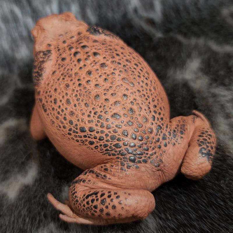 Cane Toad Taxidermy