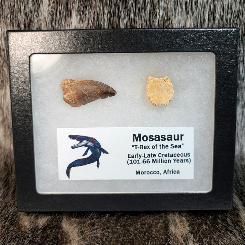 Mosasaur Tooth & Vertebrae Set
