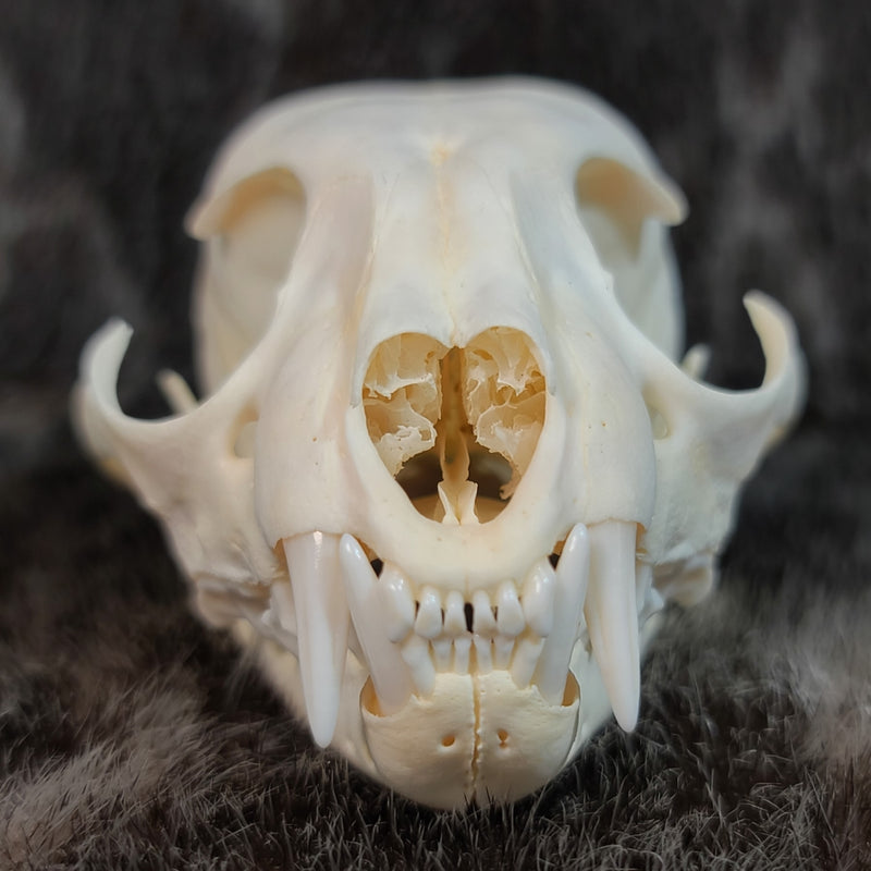 Canadian Lynx Skulls