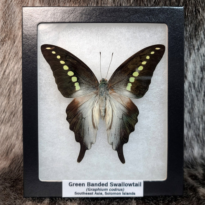 Green Banded Swallowtail Butterfly
