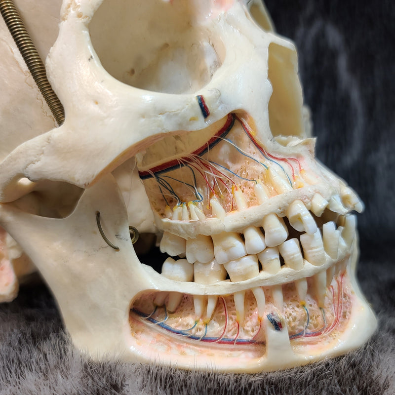 Human Skull, Kilgore Anatomical Preparation