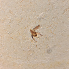 Fossil Cockroach, A (Brazil)