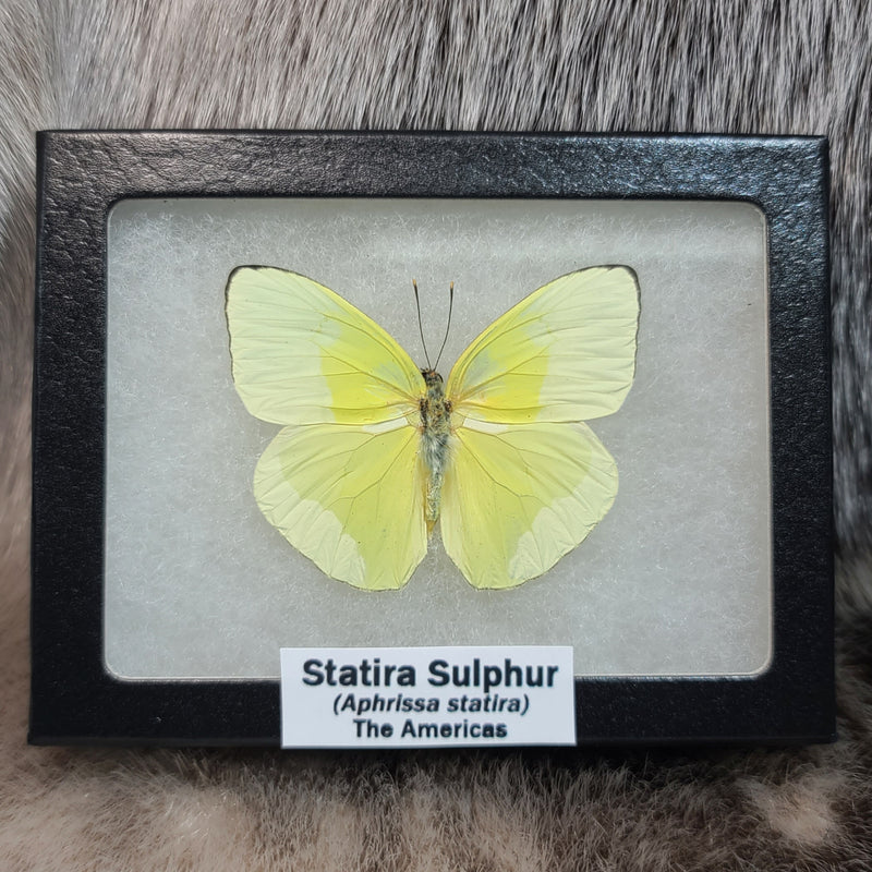 Statira Sulphur Butterfly
