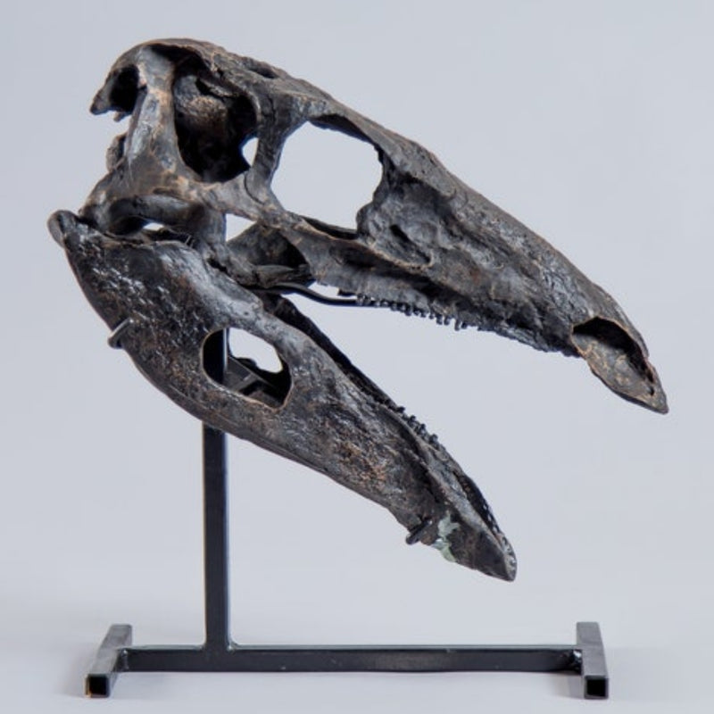 Stegosaurus Stenops Dinosaur Skull (CAST)
