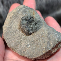 Koneprusia Trilobite Fossil, A