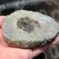 Koneprusia Trilobite Fossil, B