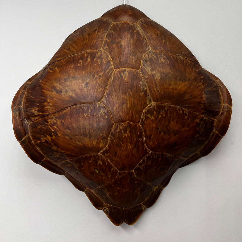 Sea Turtle Shell (Vintage), 19"