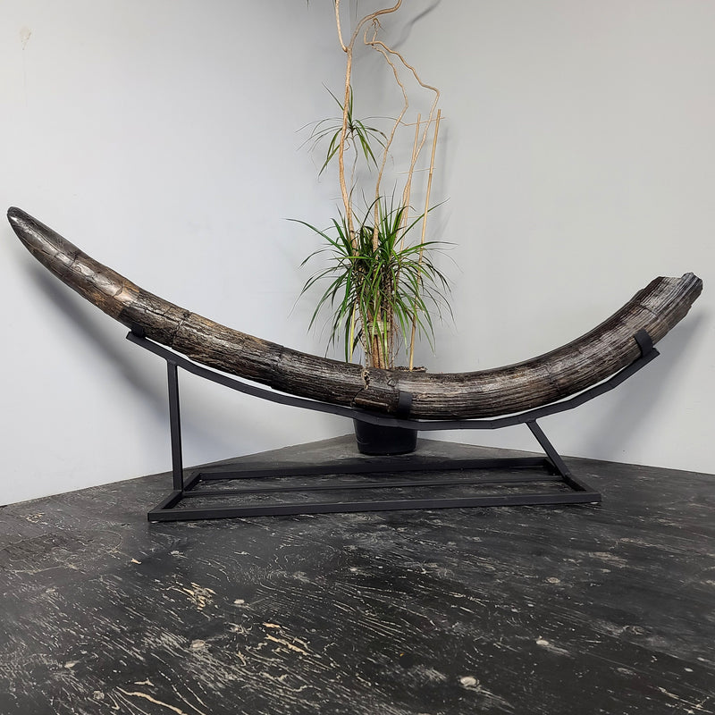 Stegodon Tusk B (85"), (SALE)