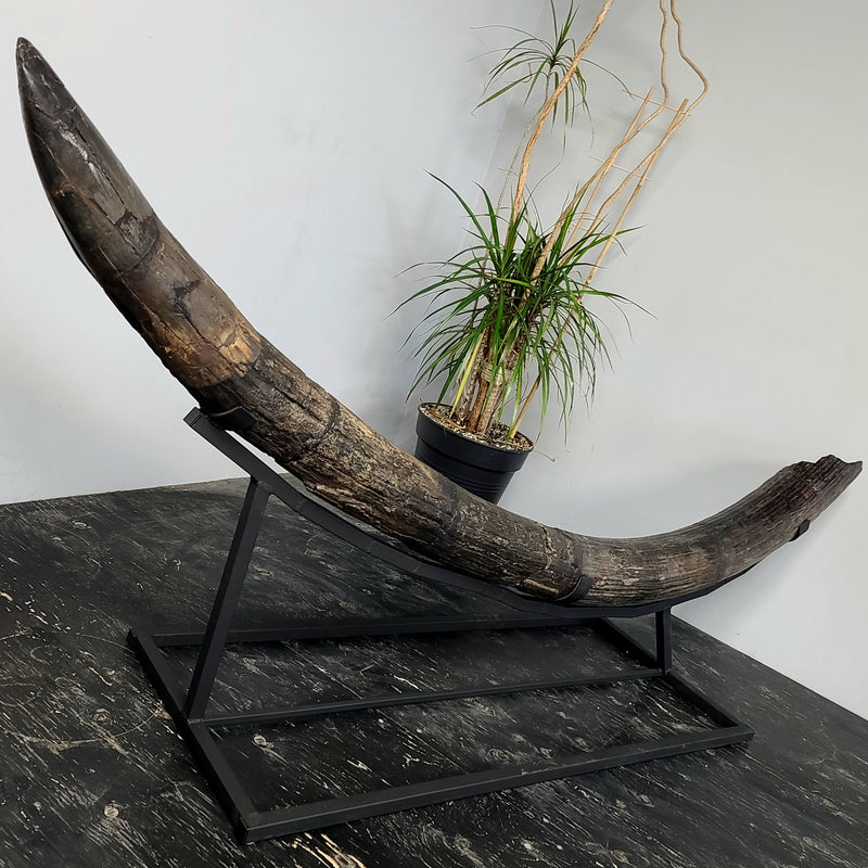 Stegodon Tusk B (85"), (SALE)