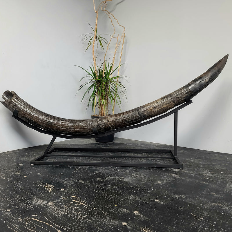 Stegodon Tusk B (85"), (SALE)