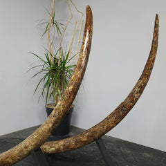 Stegodon Tusk Pair (62